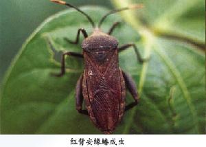紅背安緣蝽 紅背安緣蝽