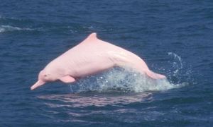 罕見粉色海豚
