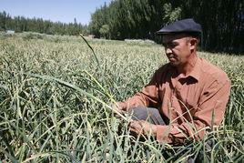 蔬菜經紀人 蔬菜經紀人