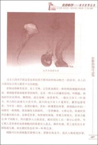 《海洋里的動物》