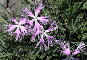 克什米爾蠅子草 克什米爾蠅子草