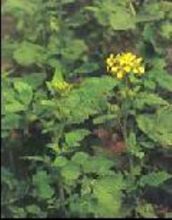 白芥-植物原生態