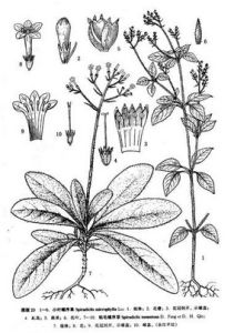 粘毛螺序草 粘毛螺序草