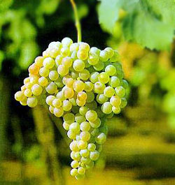 白羽葡萄