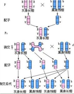 基因連鎖群 基因連鎖群