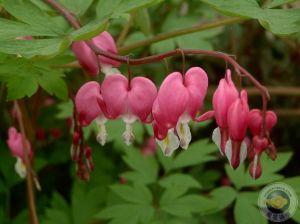 直梗紫堇 直梗紫堇