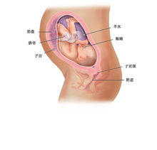 男孩的睪丸正在向陰囊內下降