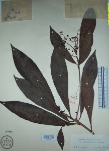 南方紫金牛 南方紫金牛