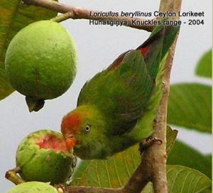 斯里蘭卡短尾鸚鵡