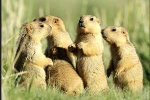 旱獺阿爾泰亞種