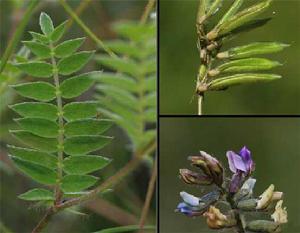 醉馬草[中藥材]