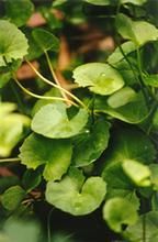 匙葉五加（原變種）