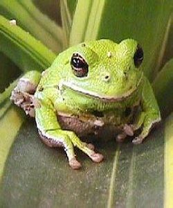 斑背樹蛙 斑背樹蛙