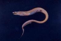 南希美體鰻 南希美體鰻