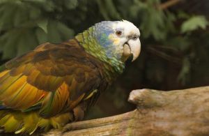 聖文森亞馬孫鸚哥