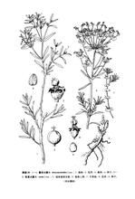 蒿狀大戟 蒿狀大戟