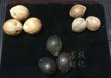 金鼠盤玩前新籽