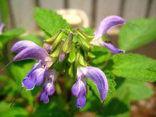 丹參[唇形科鼠尾草屬植物]