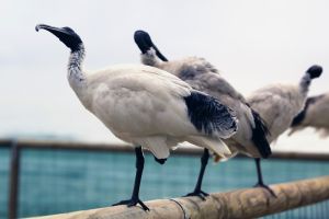 埃及聖鷺 埃及聖鷺