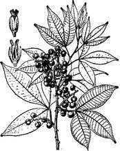 飛龍掌血[植物]