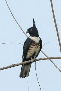 黑冠鵑隼 黑冠鵑隼