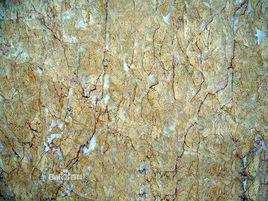 春天玫瑰 春天玫瑰