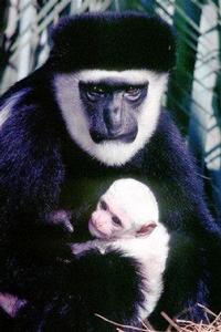 瓦頓小姐紅疣猴