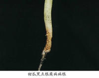 甜瓜黑點根腐病