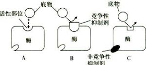 酶的競爭性抑制