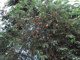 甜羊奶果 甜羊奶果