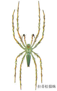 拉蒂松貓蛛