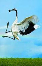 “奔跑紙鶴”的原型