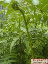 娃娃拳清晰圖片