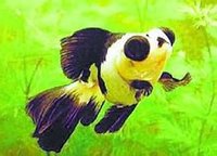 熊貓魚