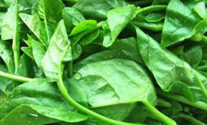 木耳菜的功效與作用 木耳菜的功效與作用