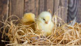 小雞孵化技術 小雞孵化技術