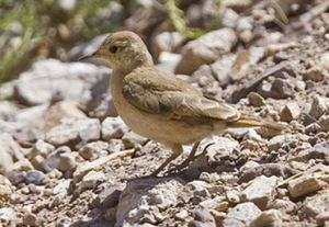 棕斑掘穴雀 棕斑掘穴雀