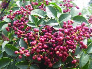 韓城大紅袍 韓城大紅袍