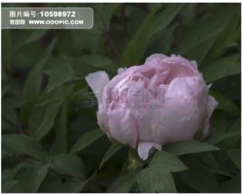 玉面桃花 玉面桃花