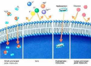 不同物質透過人工脂雙層的能力