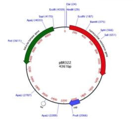 T載體克隆 T載體克隆