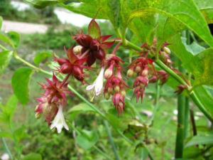 毛葉川冬青 毛葉川冬青