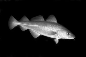 大西洋犀鱈 大西洋犀鱈