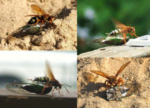 法布爾認為泥蜂是隆河河岸沙地的主角