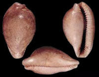 石紋寶螺 石紋寶螺