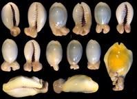 鉤環寶螺 鉤環寶螺