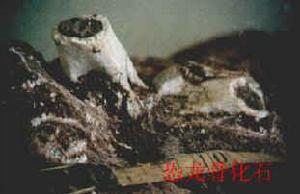 恐龍蛋骨化石展館