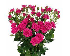 切花月季 切花月季