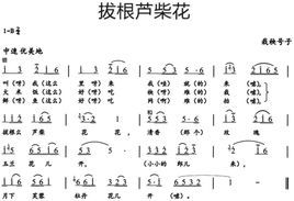 拔根蘆柴花 拔根蘆柴花