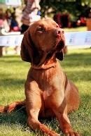 匈牙利短毛 匈牙利短毛